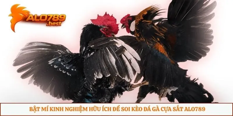 Bật mí kinh nghiệm hữu ích để soi kèo đá gà cựa sắt Alo789