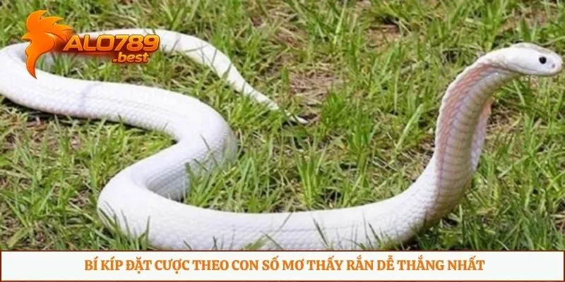 Bí kíp đặt cược theo con số mơ thấy rắn dễ thắng nhất