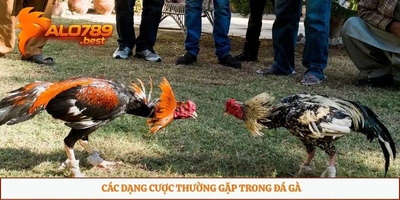 Các dạng cược thường gặp trong đá gà