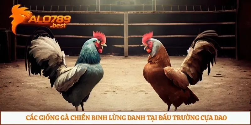 Các giống gà chiến binh lừng danh tại đấu trường cựa dao