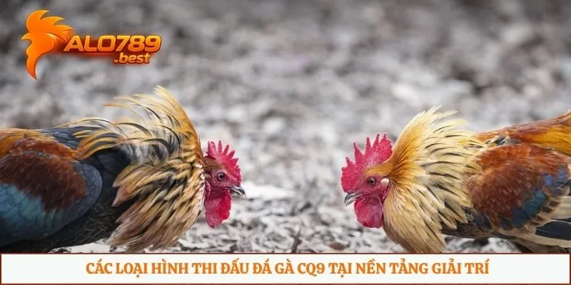 Các loại hình thi đấu đá gà CQ9 tại nền tảng giải trí