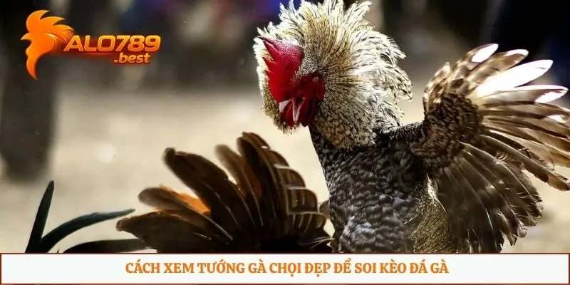 Cách xem tướng gà chọi đẹp để soi kèo đá gà