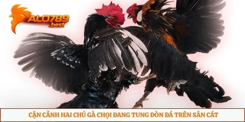 Cận cảnh hai chú gà chọi đang tung đòn đá trên sân cát