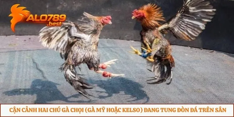 Cận cảnh hai chú gà chọi (gà Mỹ hoặc Kelso) đang tung đòn đá trên sân
