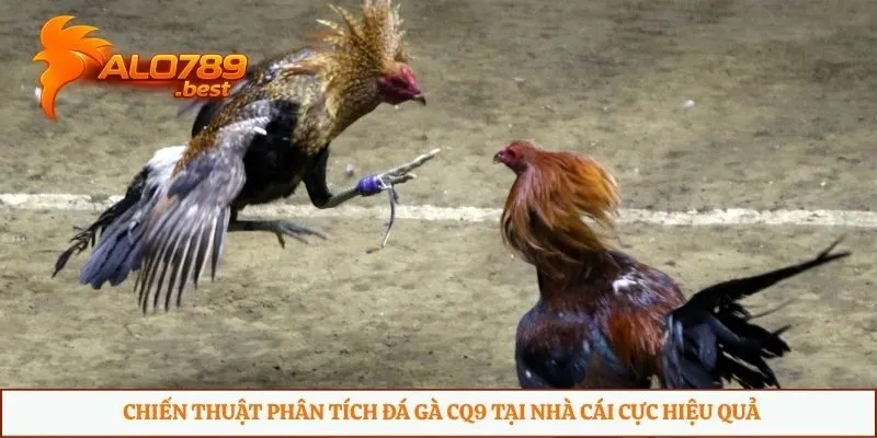 Chiến thuật phân tích đá gà CQ9 tại nhà cái cực hiệu quả
