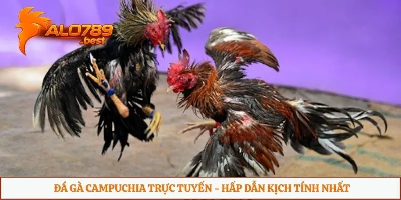 Đá gà Campuchia