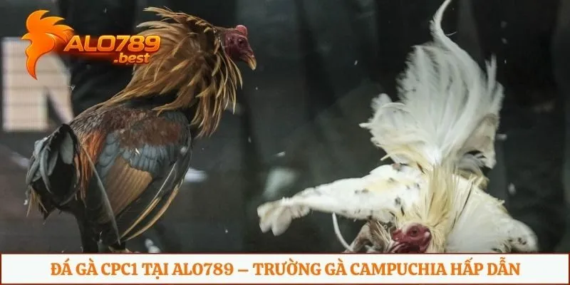 Đá gà CPC1 tại Alo789