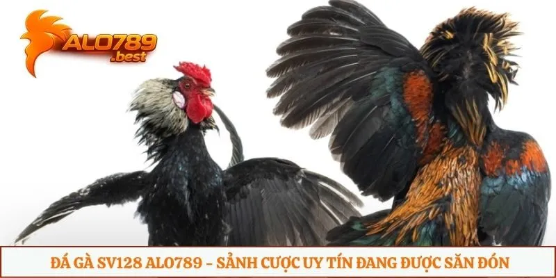 đá gà SV128 Alo789