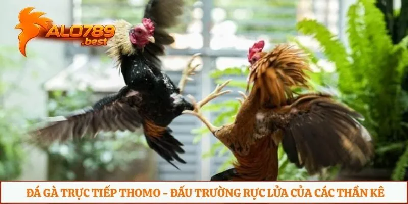 Đá gà trực tiếp thomo