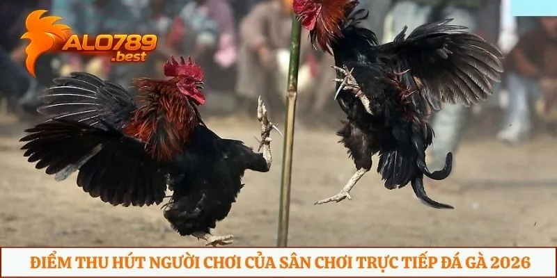 Điểm thu hút người chơi của sân chơi trực tiếp đá gà 2026