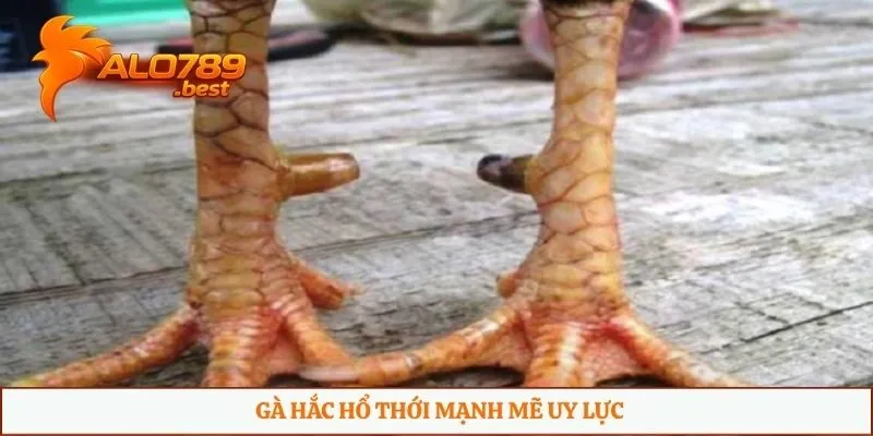 Gà hắc hổ thới mạnh mẽ uy lực
