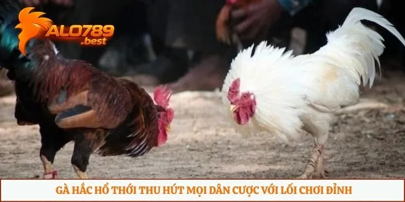 Gà hắc hổ thới