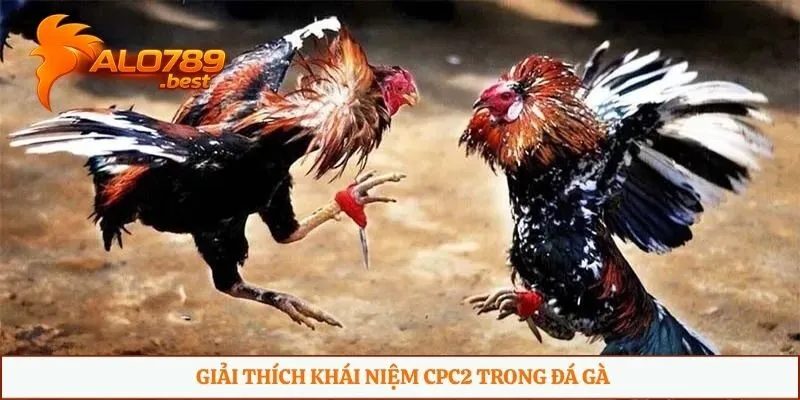 Giải thích khái niệm CPC2 trong đá gà
