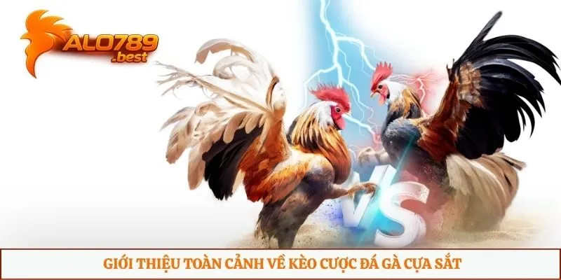 Giới thiệu toàn cảnh về kèo cược đá gà cựa sắt