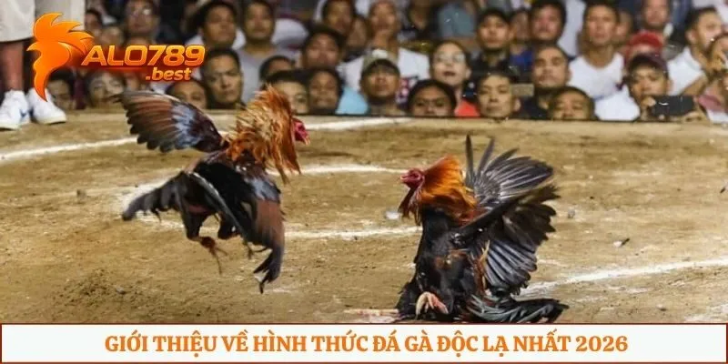 Giới thiệu về hình thức đá gà độc lạ nhất 2026