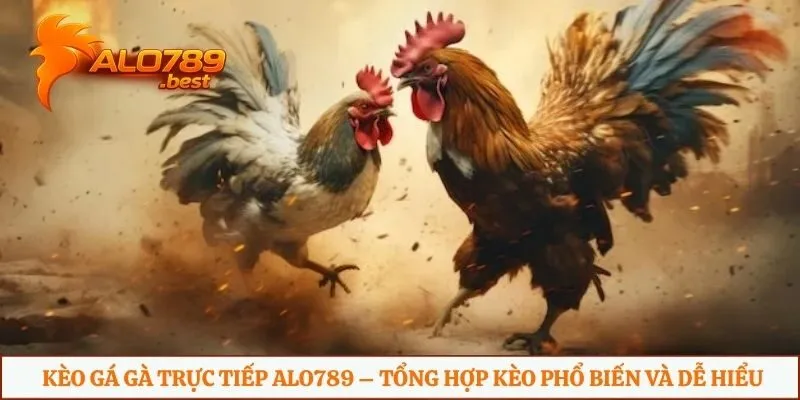 Kèo đá gà trực tiếp Alo789