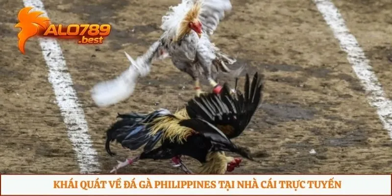 Khái quát về đá gà Philippines tại nhà cái trực tuyến