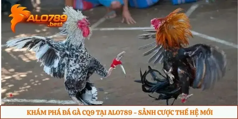 Khám phá đá gà cq9 tại Alo789