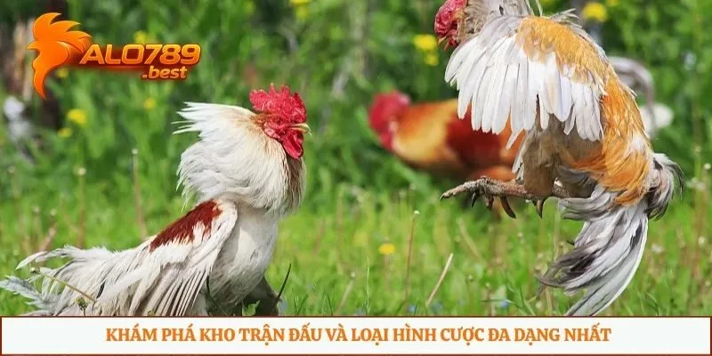 Khám phá kho trận đấu và loại hình cược đa dạng nhất