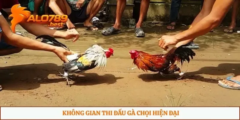 Không gian thi đấu gà chọi hiện đại