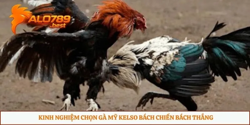 Kinh nghiệm chọn gà Mỹ Kelso bách chiến bách thắng
