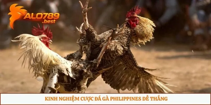 Kinh nghiệm cược đá gà Philippines dễ thắng