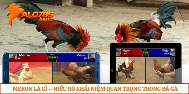 Meron là gì