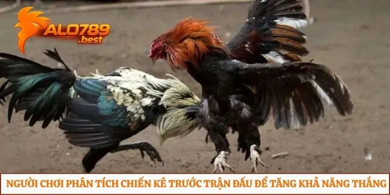 Người chơi phân tích chiến kê trước trận đấu để tăng khả năng thắng