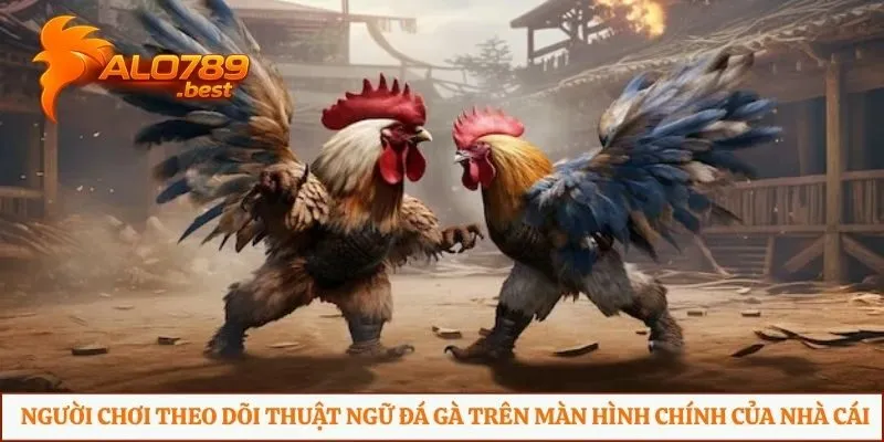 Người chơi theo dõi thuật ngữ đá gà trên màn hình chính của nhà cái