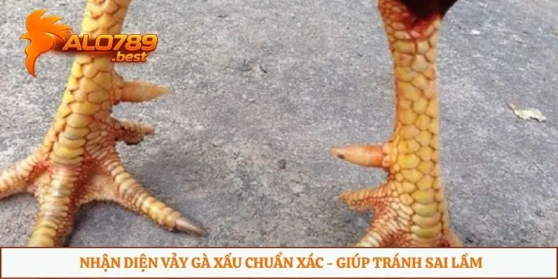 Nhận diện vảy gà xấu