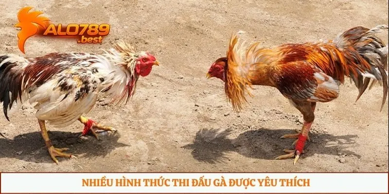 Nhiều hình thức thi đấu gà được yêu thích