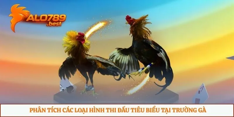 Phân tích các loại hình thi đấu tiêu biểu tại trường gà