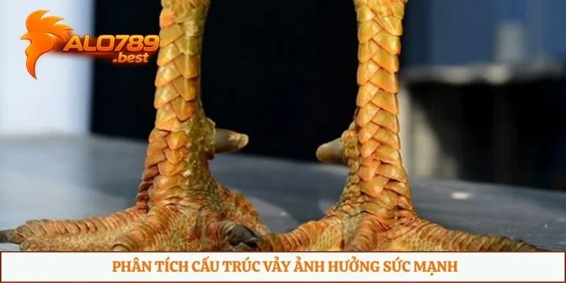 Phân tích cấu trúc vảy ảnh hưởng sức mạnh
