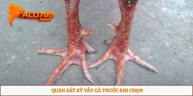 Quan sát kỹ vảy gà trước khi chọn