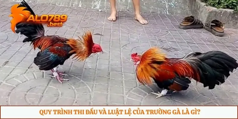 Quy trình thi đấu và luật lệ của trường gà là gì?