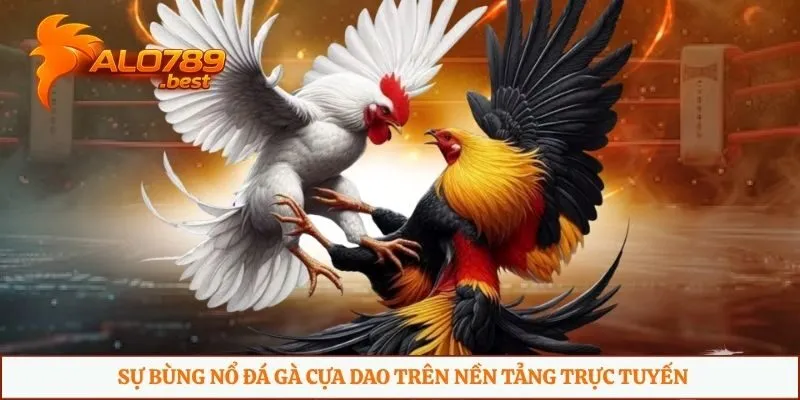 Sự bùng nổ đá gà cựa dao trên nền tảng trực tuyến