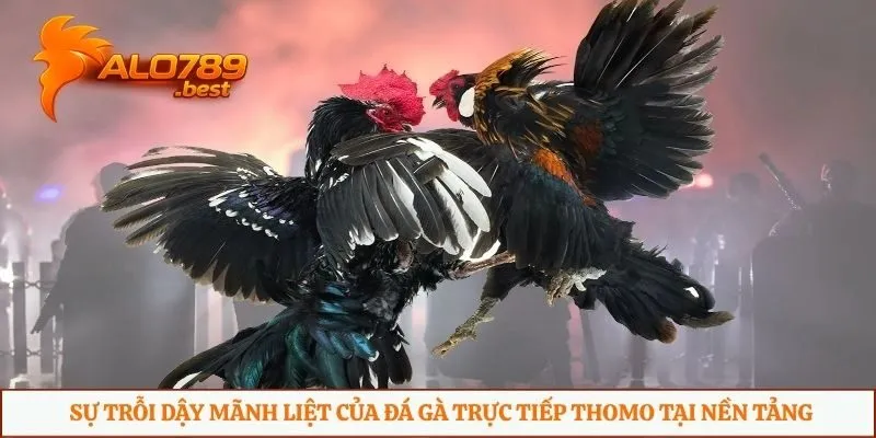 Sự trỗi dậy mãnh liệt của đá gà trực tiếp Thomo tại nền tảng