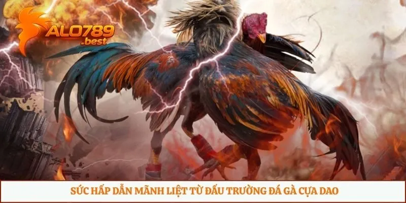 Sức hấp dẫn mãnh liệt từ đấu trường đá gà cựa dao