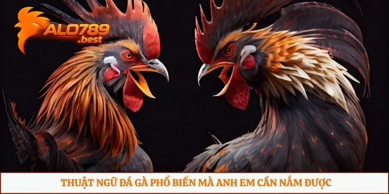 Thuật ngữ đá gà phổ biến mà anh em cần nắm được