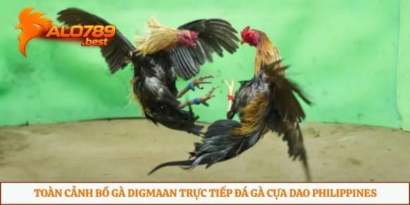 Toàn cảnh bồ gà Digmaan trực tiếp đá gà cựa dao Philippines 