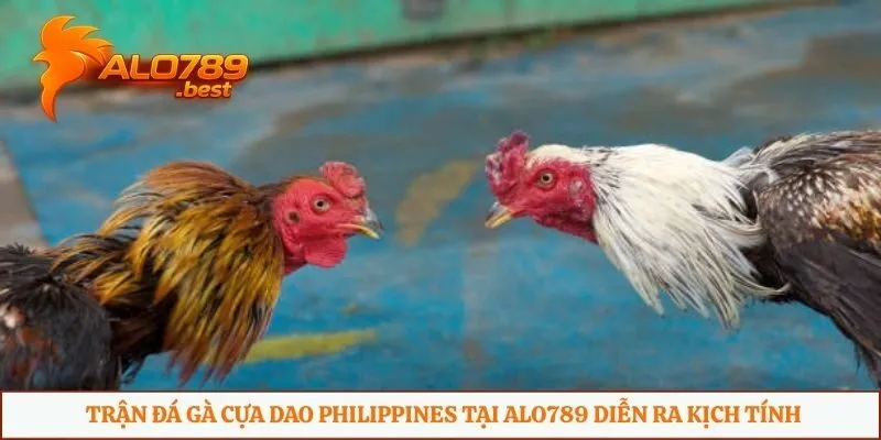 Trận đá gà cựa dao Philippines tại Alo789 diễn ra kịch tính