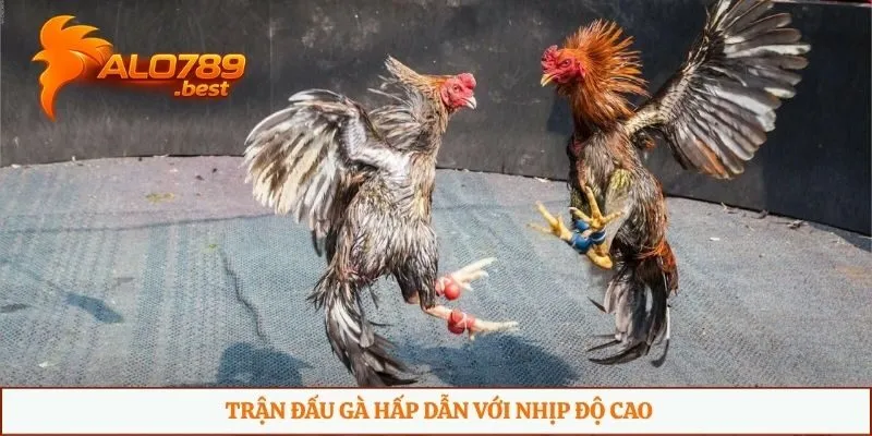 Trận đấu gà hấp dẫn với nhịp độ cao