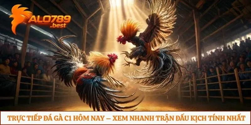 Trực tiếp đá gà C1 hôm nay