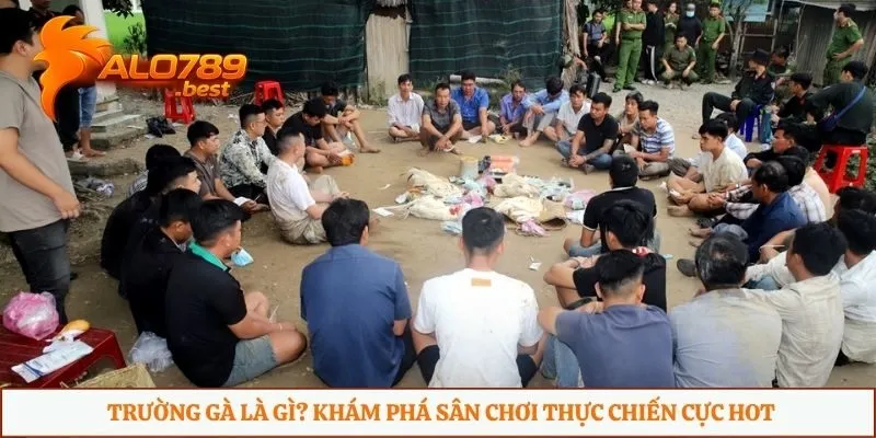 Trường gà là gì?